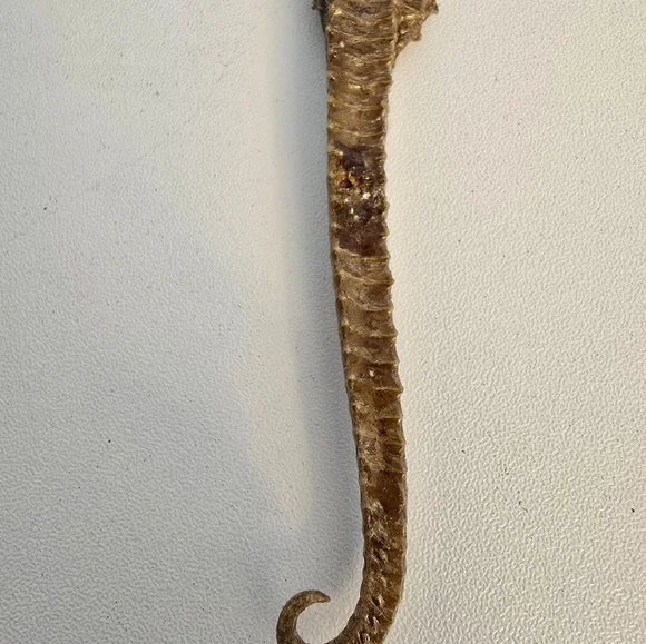 Vintage Taxidermy Seahorse Skeleton Natural Specimen 5" Hippocampus Erectus - Picture 4 of 14